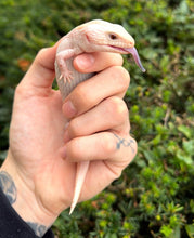 Load image into Gallery viewer, Baby Ivory Northern Blue Tongue Skink