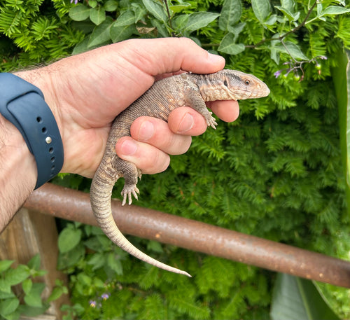Small Savannah Monitor