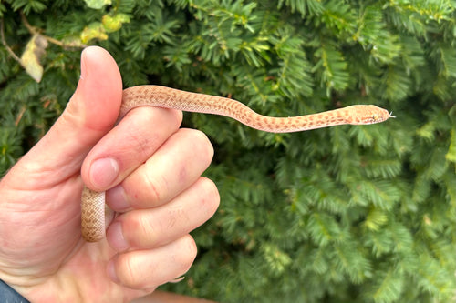 Baby T+/Hypo Children’s Python