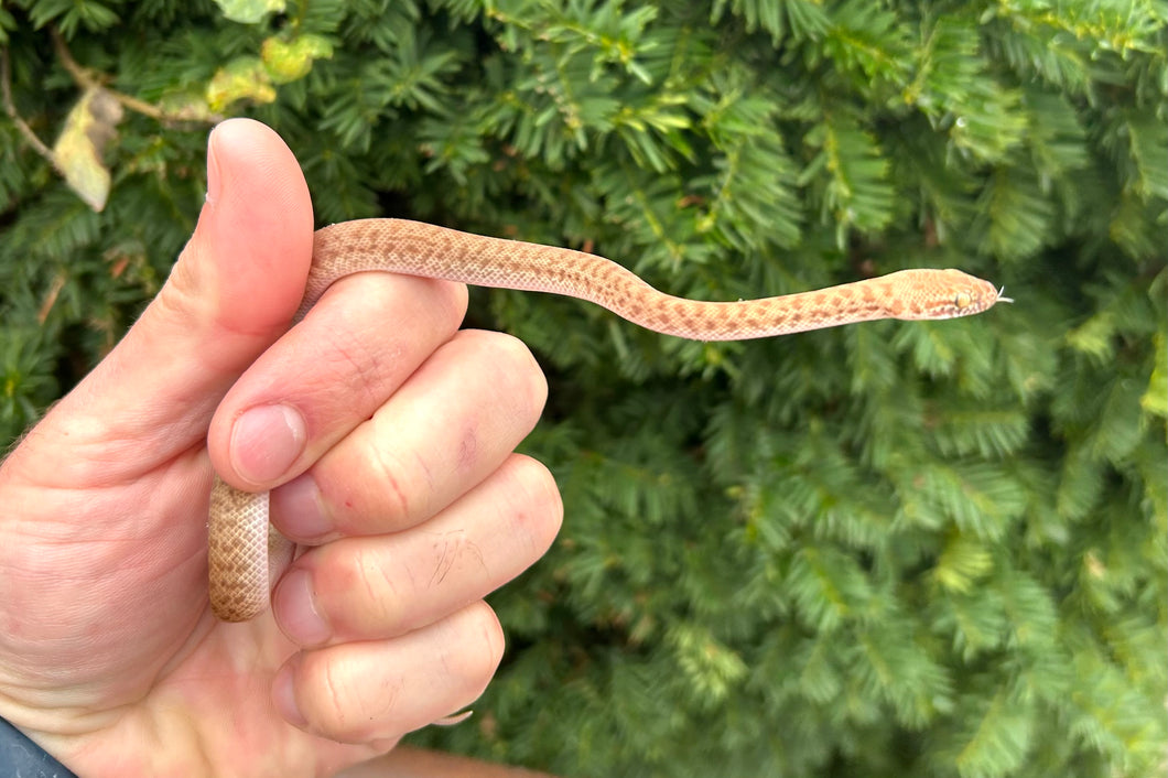 Baby T+/Hypo Children’s Python