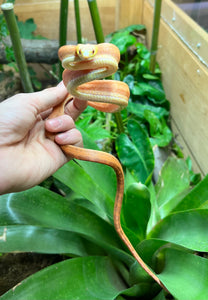 Juvenile Scaleless Everglades Ratsnake (Male)
