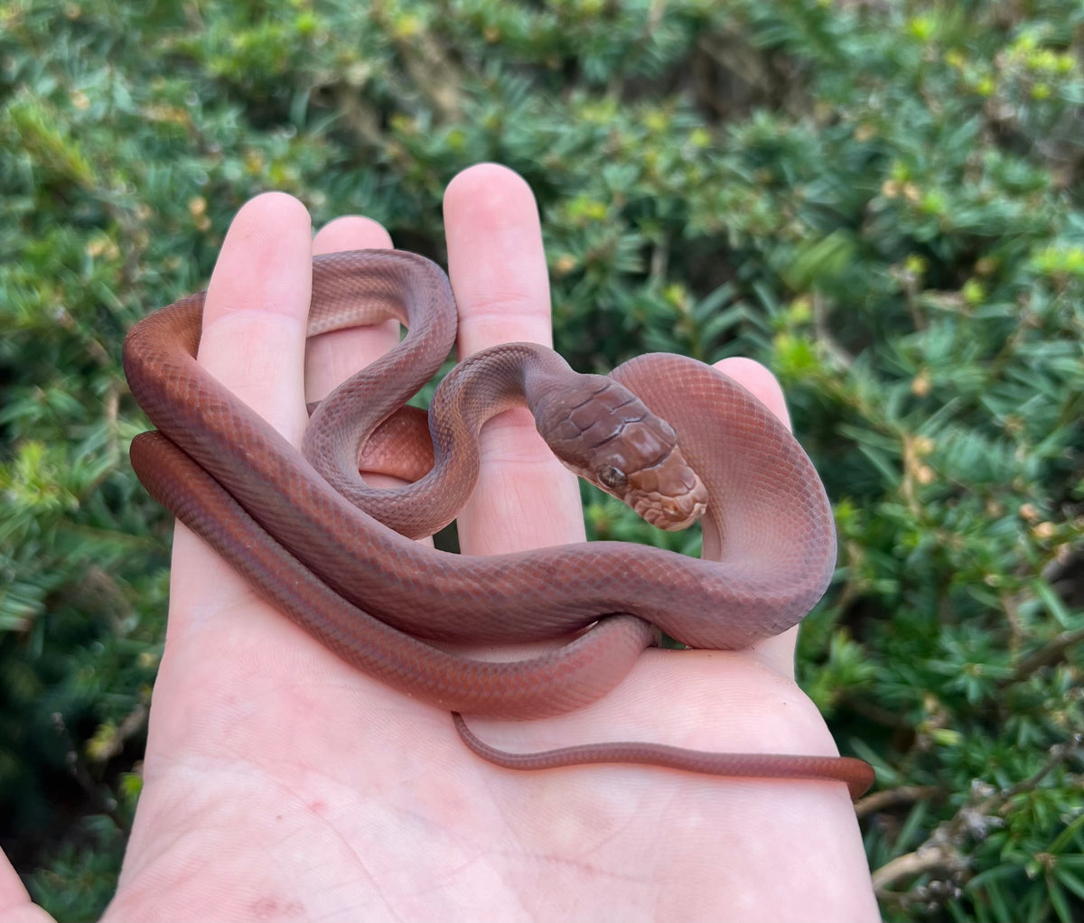 Small Red Python's Baby Red Scrub Python (Male 2) – Scales and Tails of Ohio