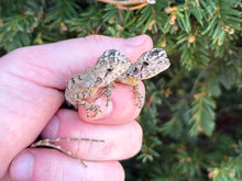 Load image into Gallery viewer, Baby Frilled Dragon