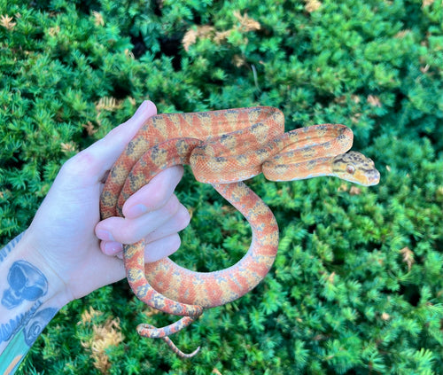 ‘Candy Cane’ Amazon Tree Boa (Male 6)