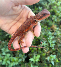 Load image into Gallery viewer, Baby ‘High-Red’ 50% Red Monster Bearded Dragon (1)