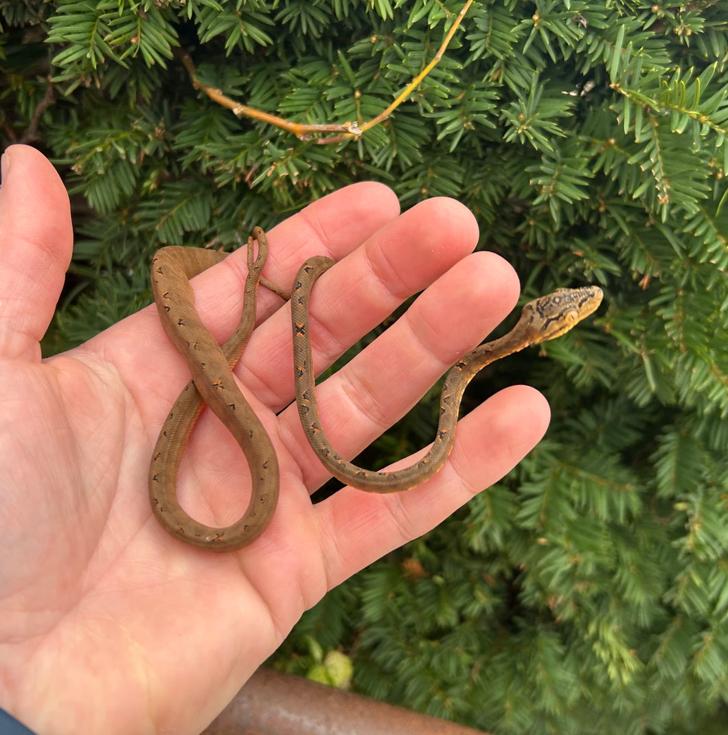 Juvenile Amazon Tree Boa