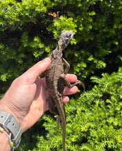 Load image into Gallery viewer, Juvenile Indonesian Giant Sailfin Dragon (2)