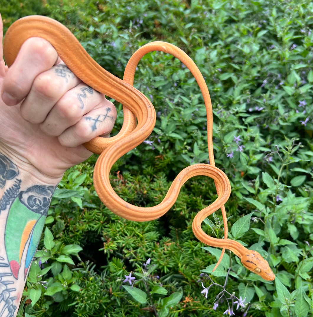 ‘Patternless’ Amazon Tree Boa (Male)