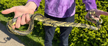 Load image into Gallery viewer, Adult Nicaraguan Tiger Ratsnake