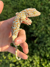 Load image into Gallery viewer, Adult Red Bold Tokay Gecko (Female)