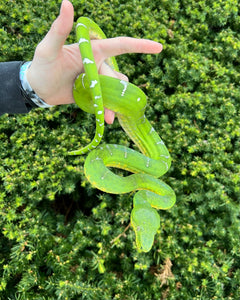 Adult Emerald Tree Boa (Male 1)