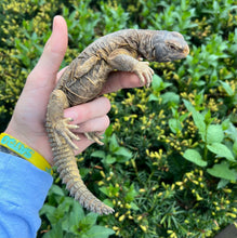 Load image into Gallery viewer, Juvenile Saudi Arabian Giant Uromastyx (imperfect)