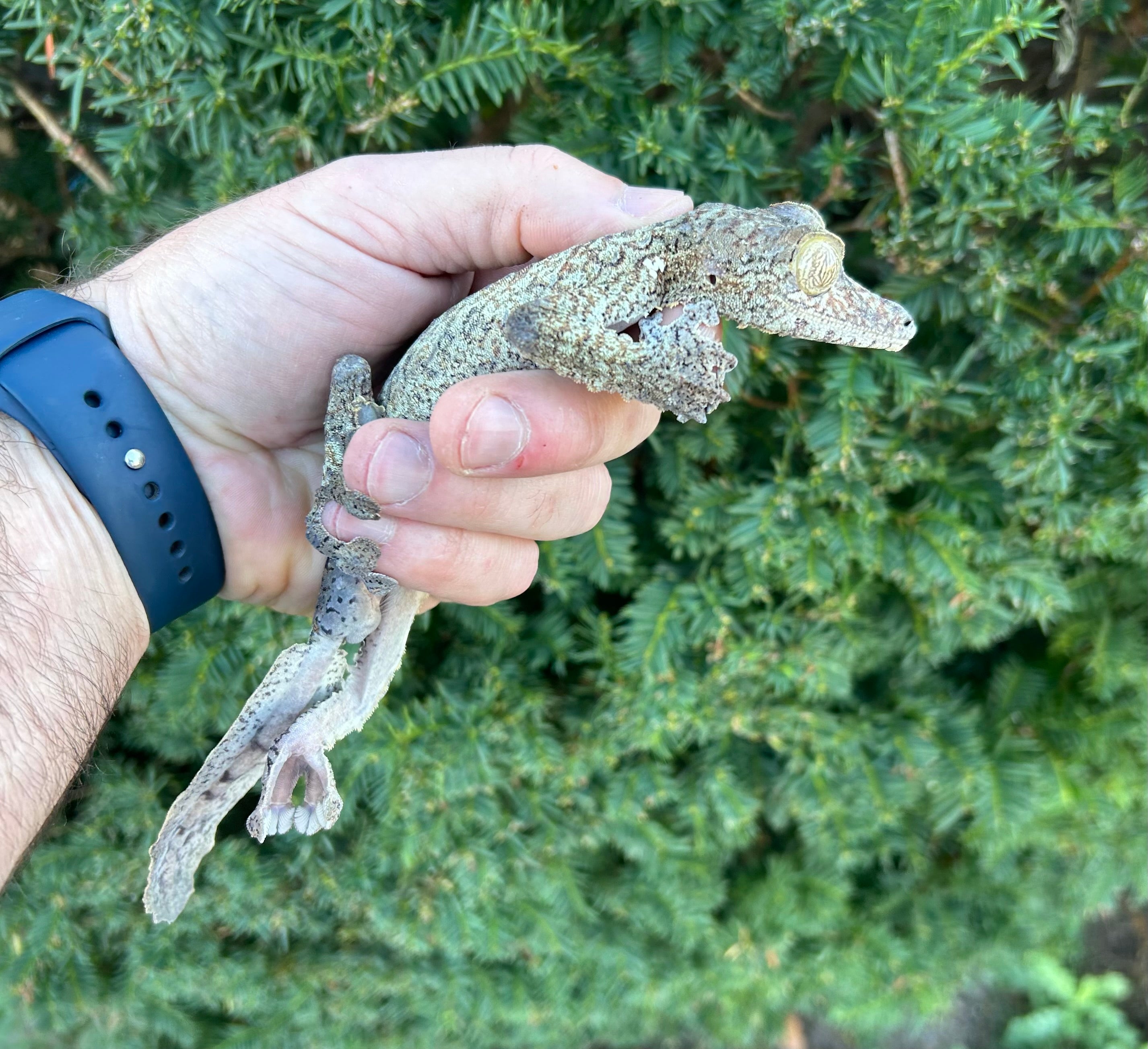 Adult Giant Leaf-tailed Gecko (Male 2) – Scales and Tails of Ohio