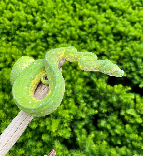 Adult Biak Green Tree Python (Female 1)