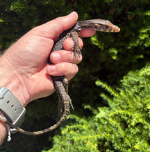 Load image into Gallery viewer, Baby Sulawesi Water Monitor (1)