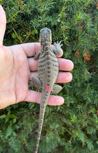 Load image into Gallery viewer, Baby ‘Reduced Pattern’ Rhino Iguana (4)