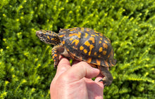 Load image into Gallery viewer, Adult ‘High-Orange’ Eastern Box Turtle (Male)