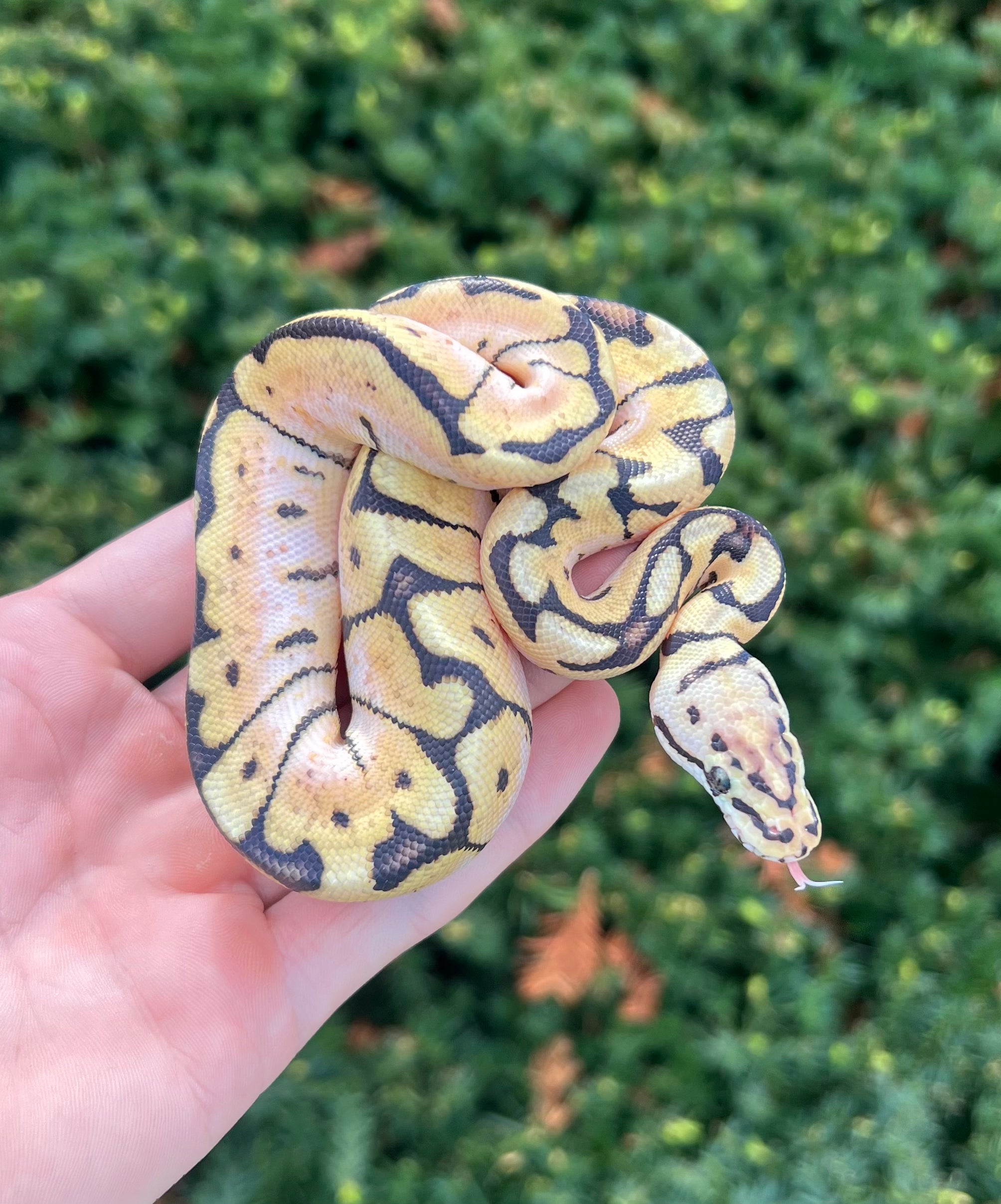 Baby Bumblebee Ball Python