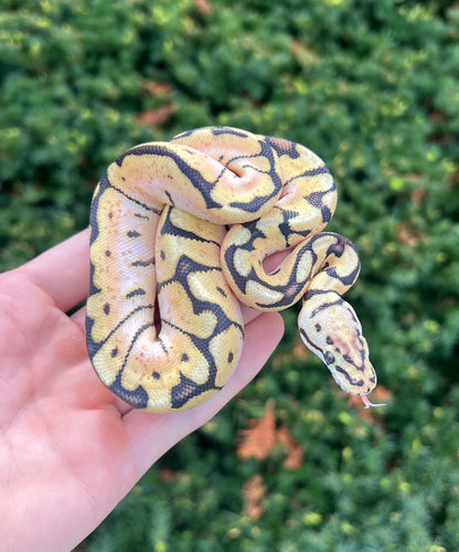 Baby Sugar Spider OD Enchi Ball Python (Female)