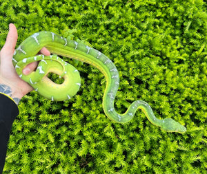 Adult Emerald Tree Boa (Male 2)