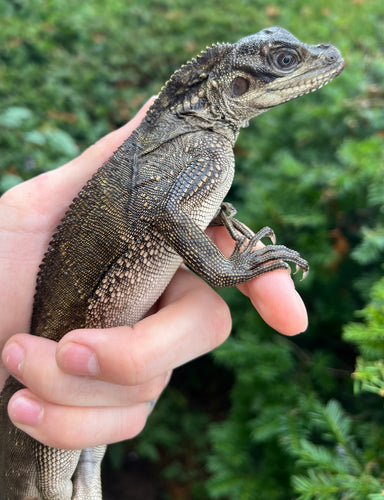 Juvenile Giant Sailfin Dragon
