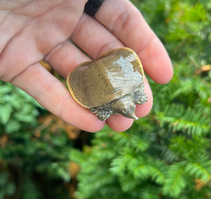 Baby Spiny Softshell Turtle