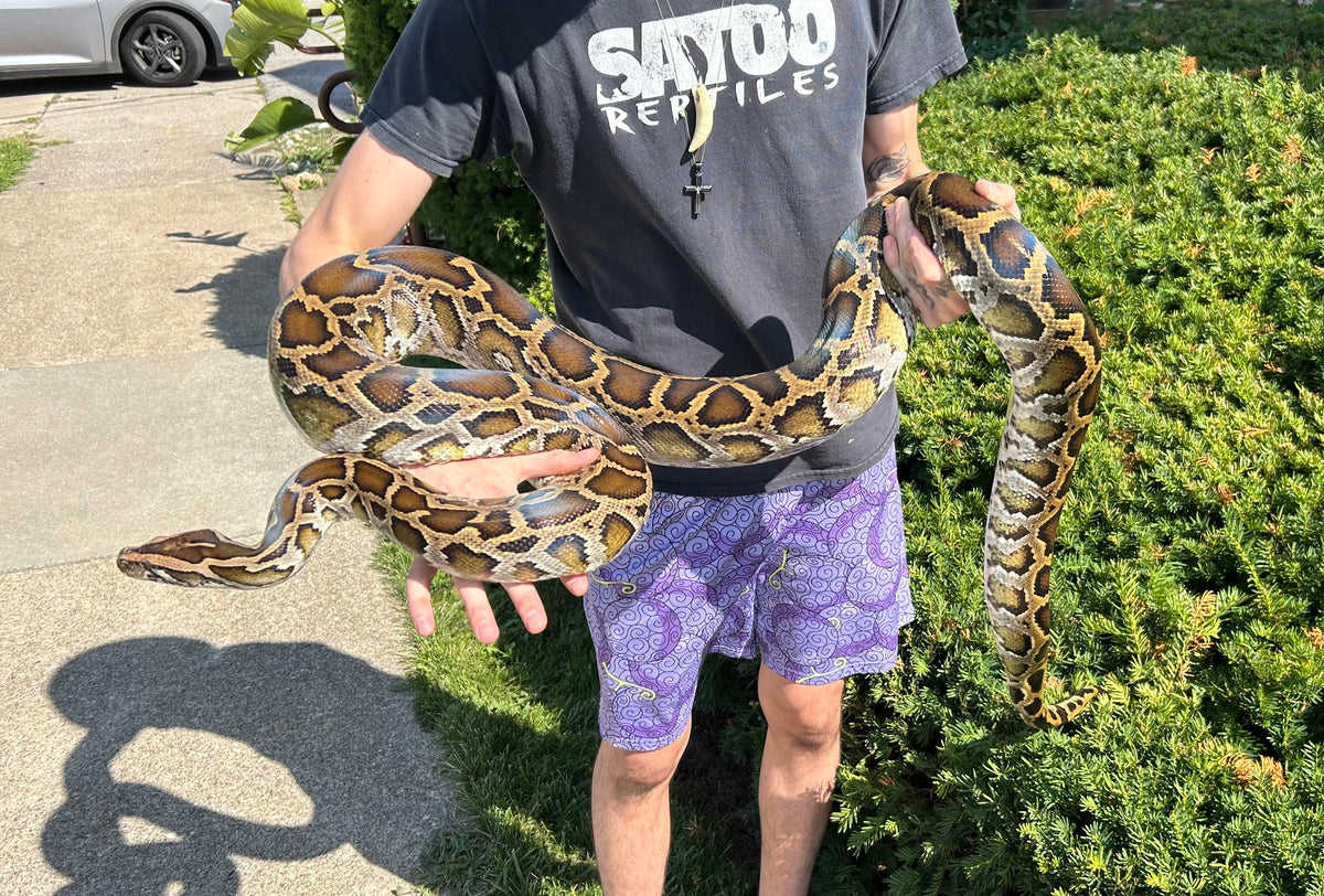 8’ Burmese Python (Male) – Scales and Tails of Ohio