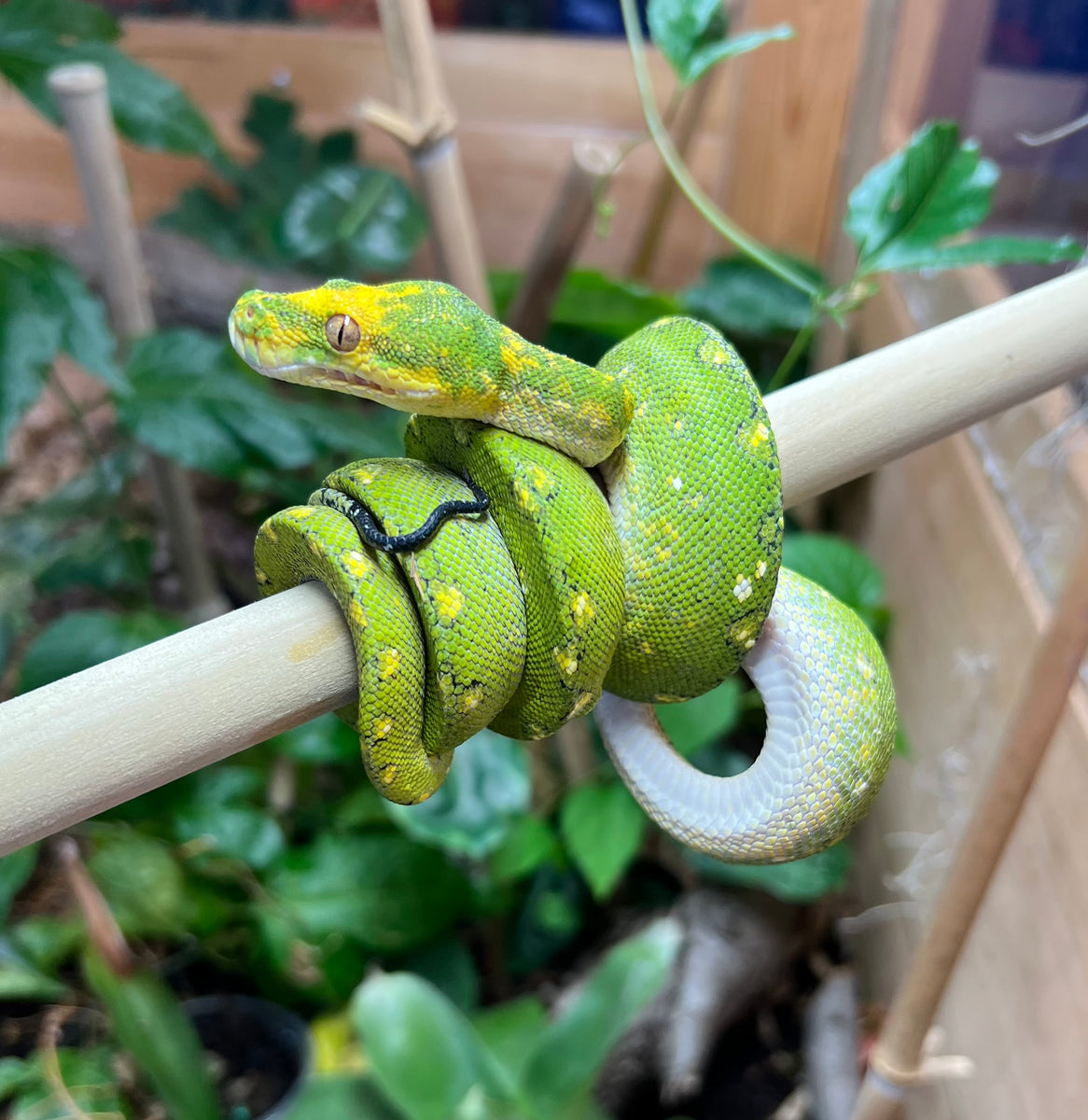 Sub-Adult Biak Green Tree Python (Male 1) – Scales and Tails of Ohio