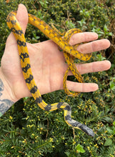 Load image into Gallery viewer, Sub-Adult Halmahera Keeledback Snake