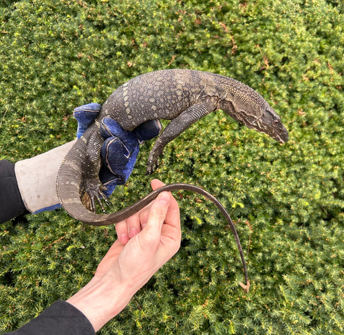 Sub-Adult Black Roughneck Monitor (Probable Female)