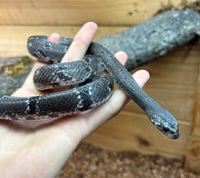 Load image into Gallery viewer, Adult ‘Black Phase’ Gray-Banded Kingsnake (Female)