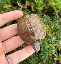 Load image into Gallery viewer, Baby Eastern Box Turtle