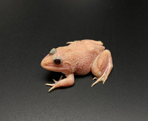 Snow Chinese Bullfrog – Scales and Tails of Ohio