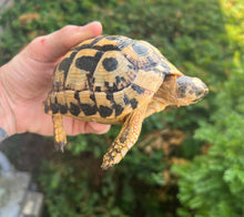 Load image into Gallery viewer, 5” Greek Tortoise (1)