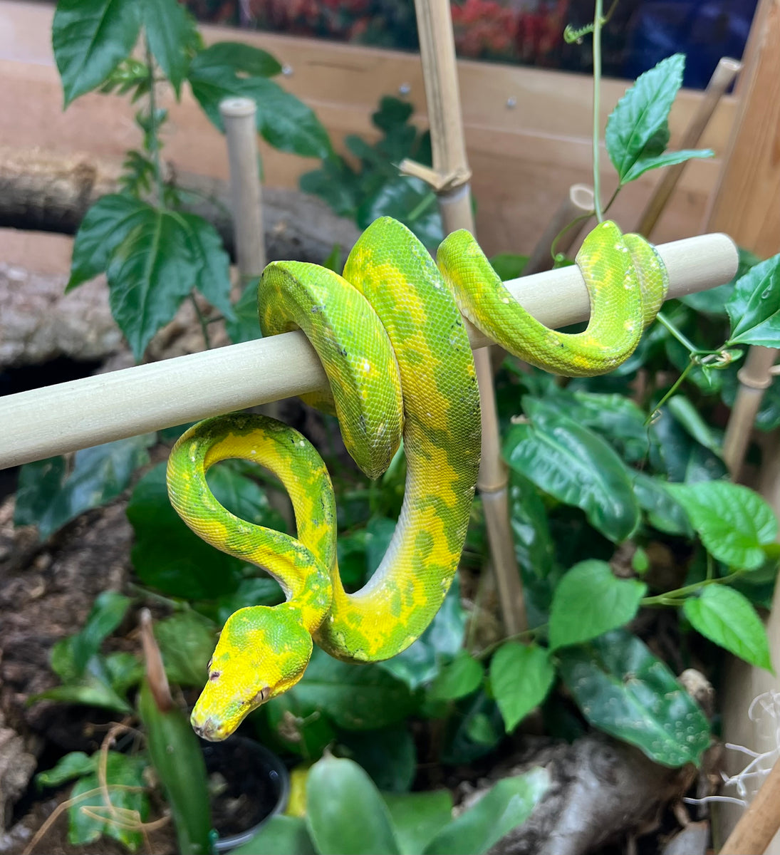 Sub-Adult Biak Green Tree Python (Female) – Scales and Tails of Ohio