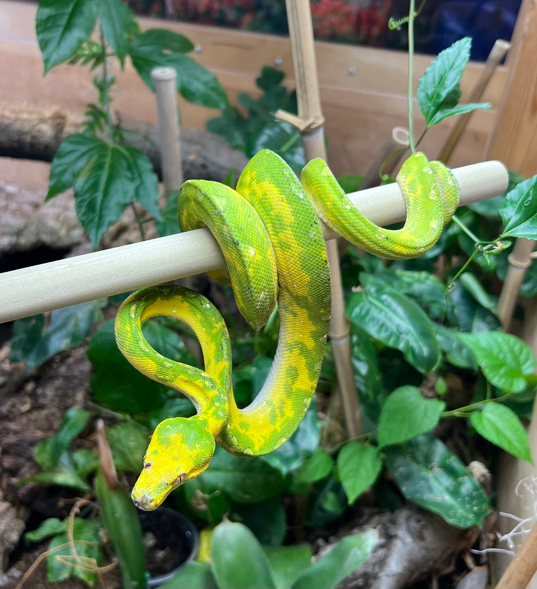 Sub-Adult Biak Green Tree Python (Female)