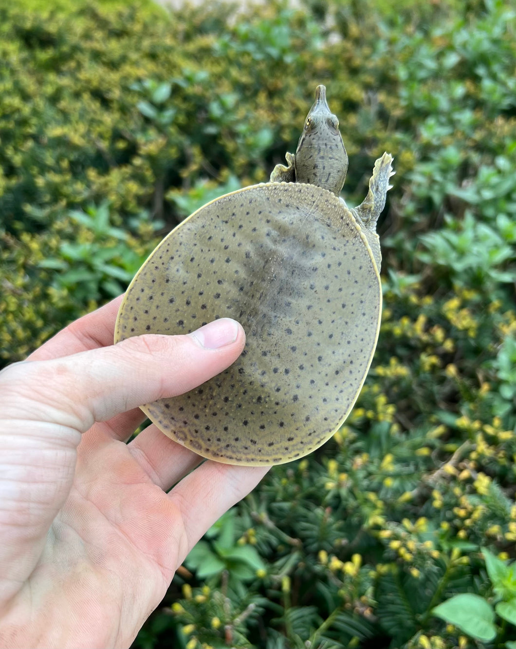 4” Spiny Softshell Turtle