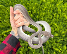 Load image into Gallery viewer, Sub-Adult Patternless Axanthic  Tanimbar Dwarf Scrub Python