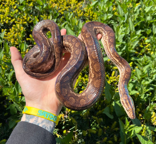 Sub-Adult Columbian Rainbow Boa (Male)