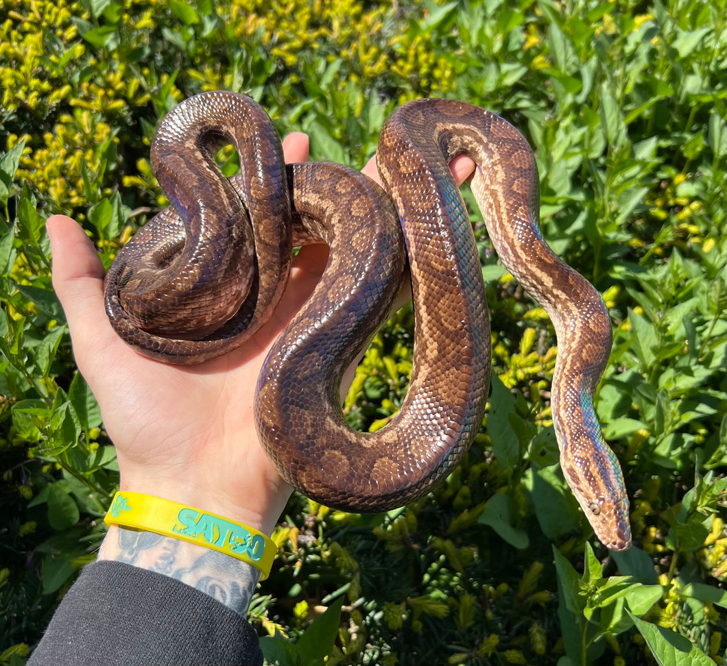 Sub-Adult Columbian Rainbow Boa (Male)