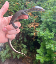 Load image into Gallery viewer, Baby Merten’s Water Monitor