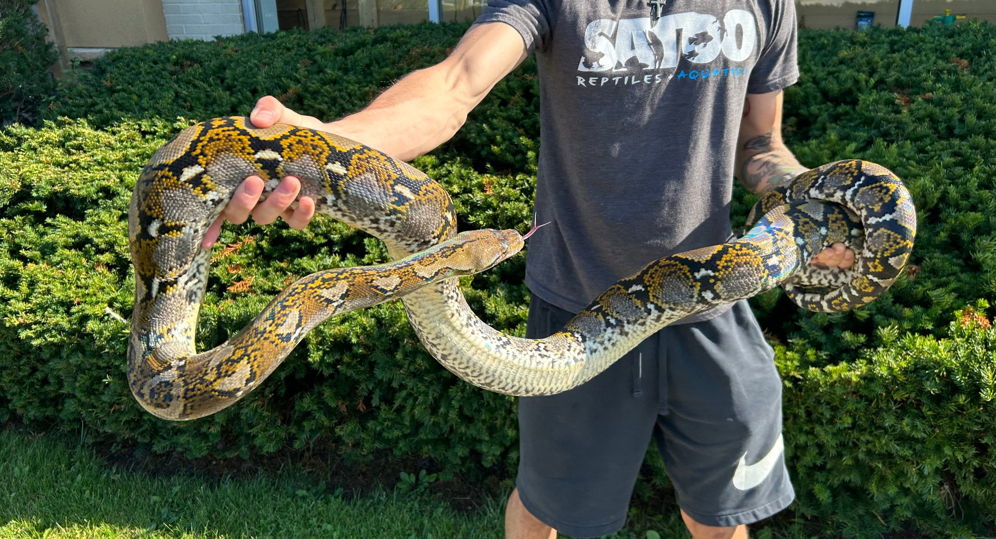 10’ Adult Reticulated Python (Male) – Scales and Tails of Ohio