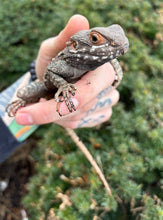 Load image into Gallery viewer, Adult Painted Agama
