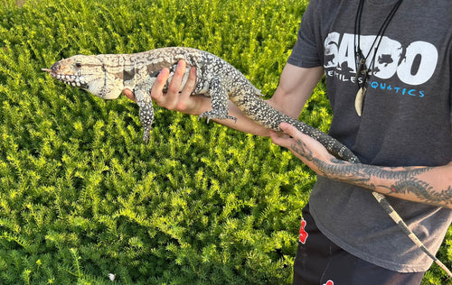 Adult Blue Tegu (Male)