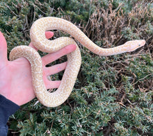 Load image into Gallery viewer, Baby Hypo Granite Burmese Python het Pearl Albino