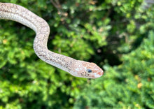 Load image into Gallery viewer, Sub-Adult White-Sided het Albino Bullsnake (Male)