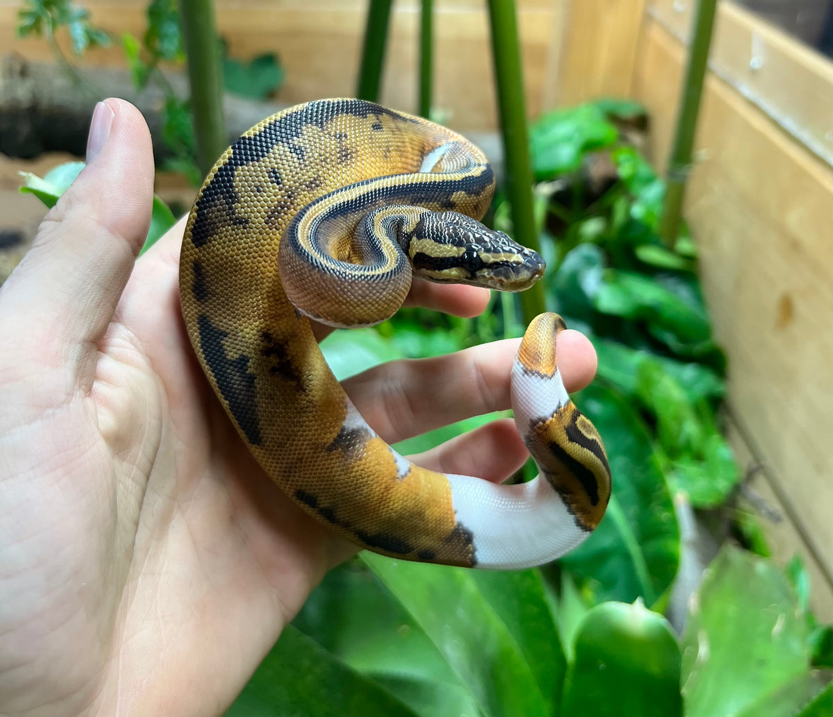 Baby Python Spurs Baby Leopard Pied Ball Python (Female 2) – Scales and Tails of Ohio