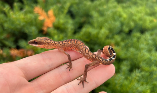 Adult Malaysian Cat Eyed Gecko (Female 1)