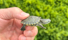 Load image into Gallery viewer, Baby Peacock Slider