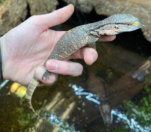 Baby Black Throat Monitor (2)